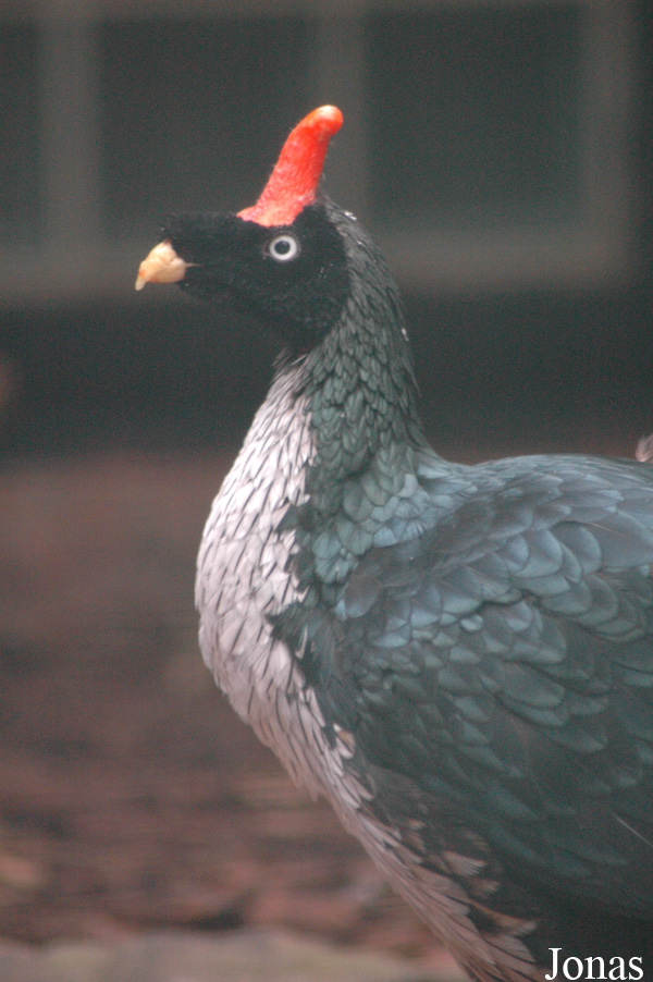 Oreophasis derbianus
