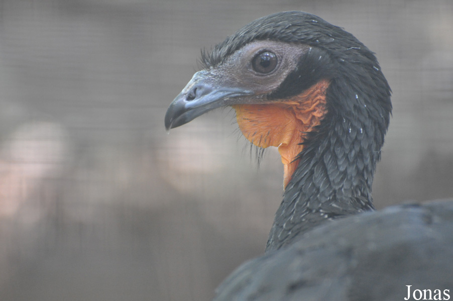 Penelope albipennis