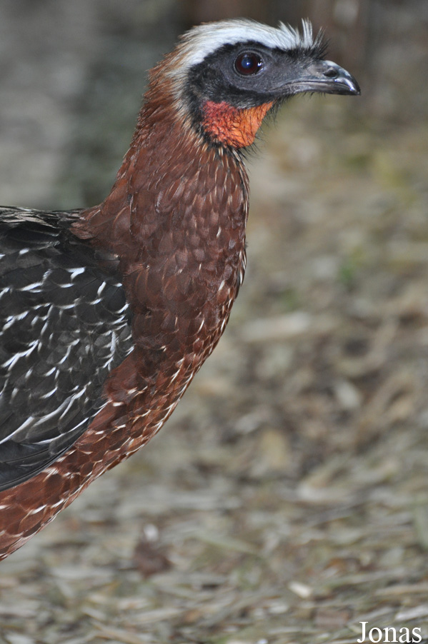 Penelope pileata