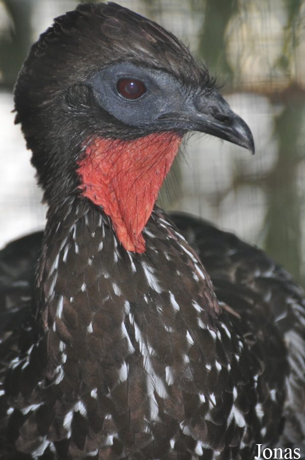 Penelope purpurascens