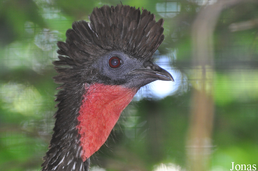 Penelope purpurascens