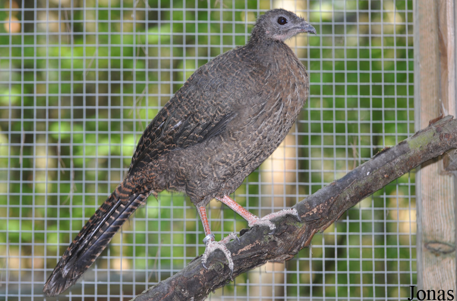 Penelopina nigra