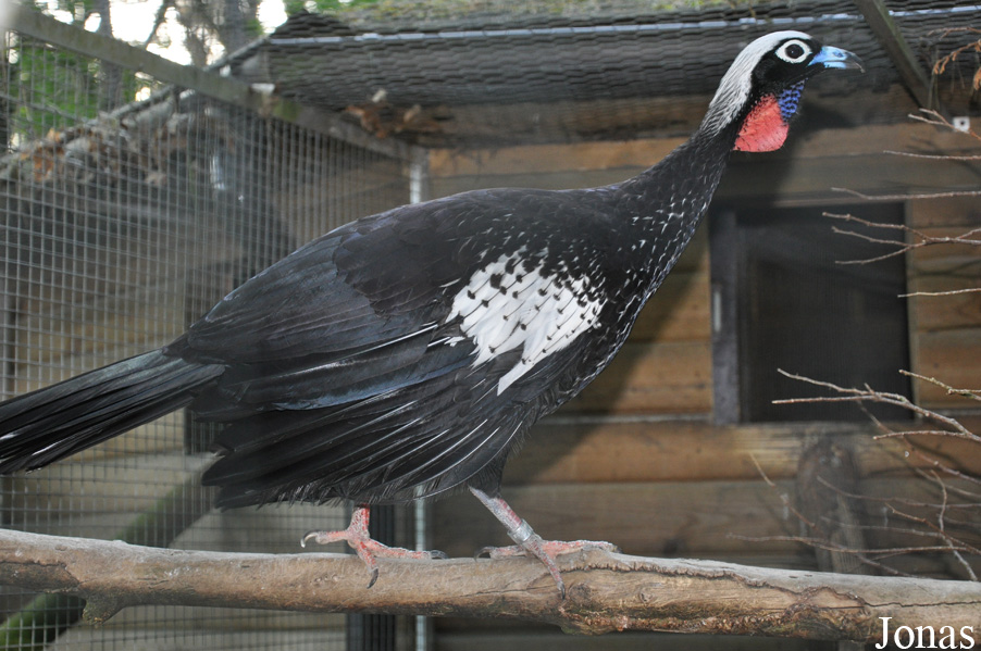 Pipile jacutinga
