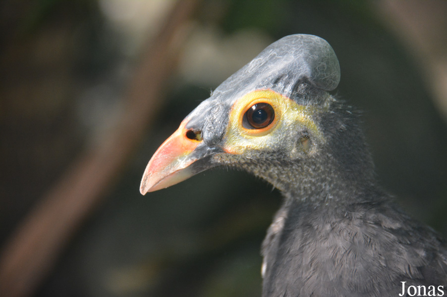 Macrocephalon maleo