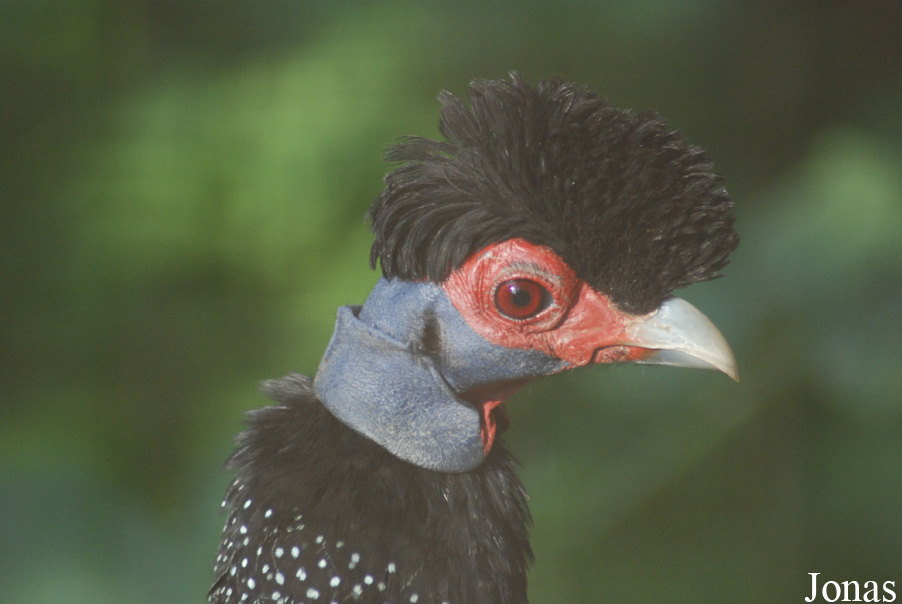 Guttera pucherani