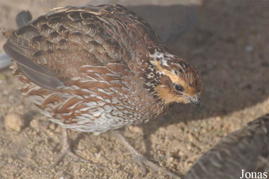 Colinus virginianus