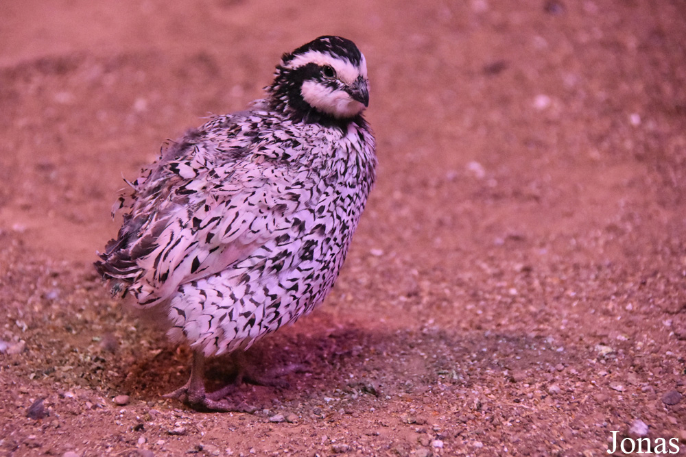 Colinus virginianus