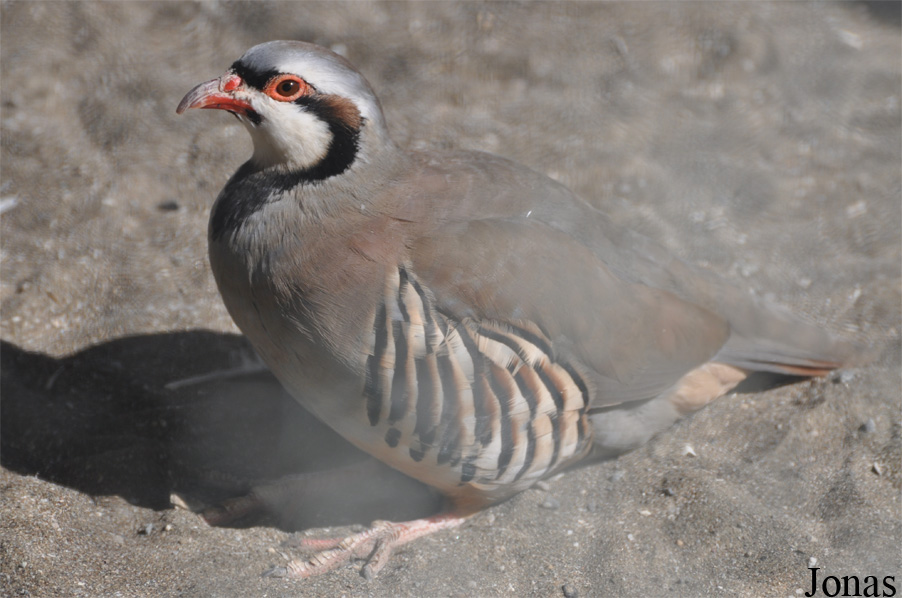 Alectoris chukar