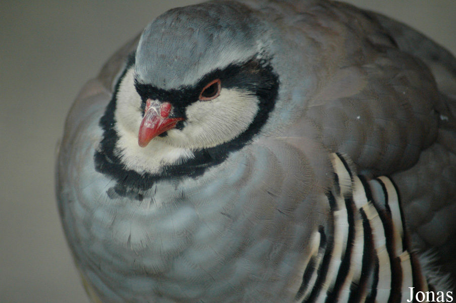 Alectoris graeca saxatilis