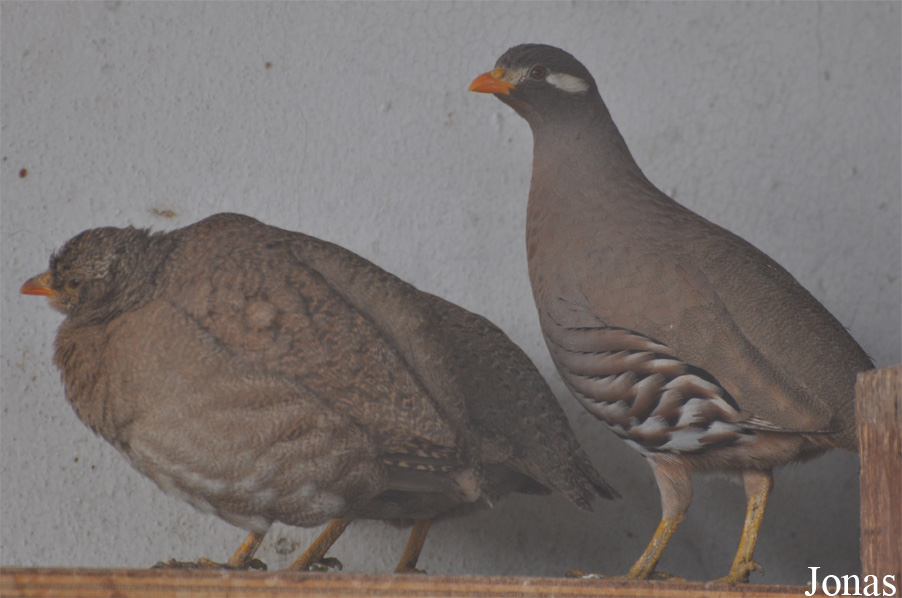 Ammoperdix heyi