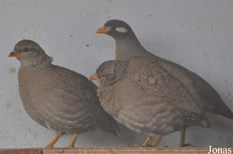 Ammoperdix heyi