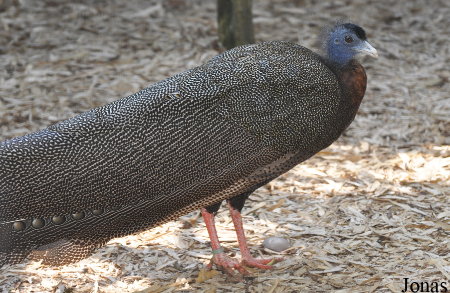 Argusianus argus