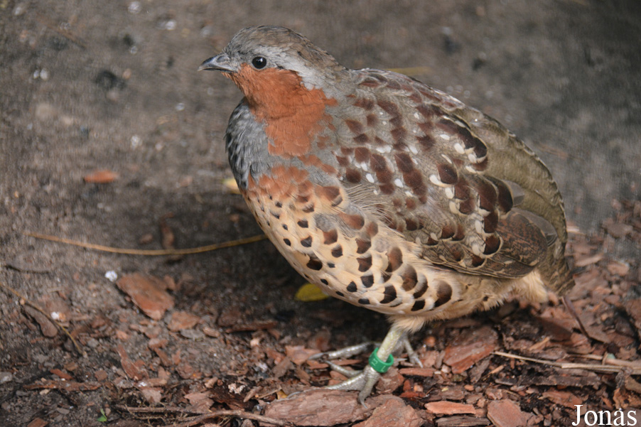 Bambusicola thoracicus