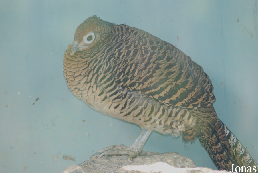 Chrysolophus amherstiae