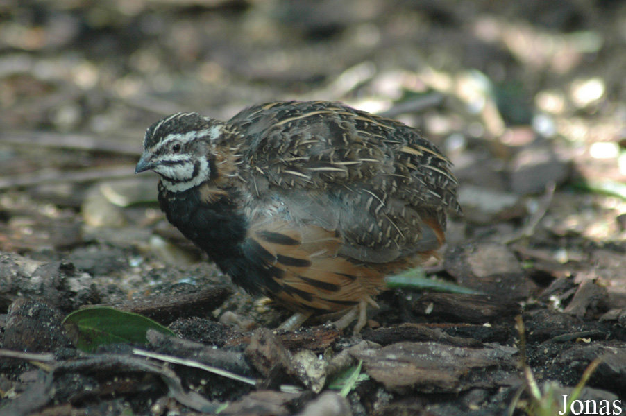 Coturnix delegorguei
