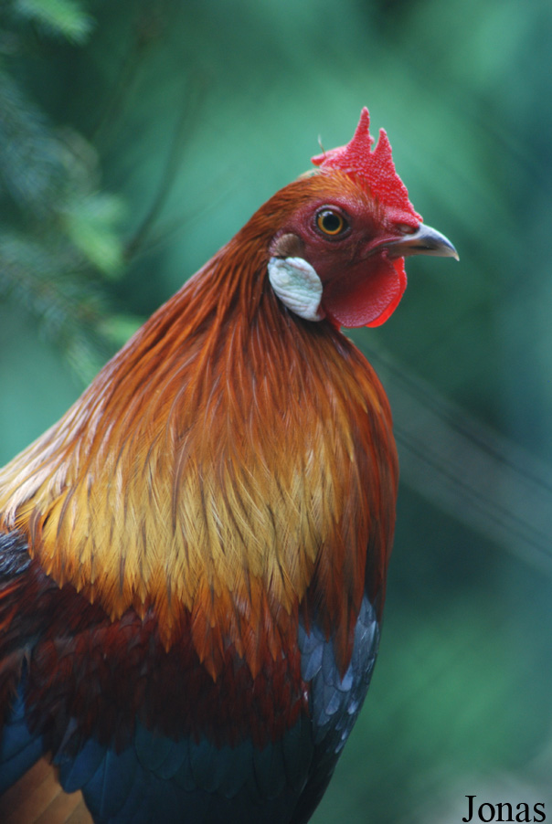 Gallus gallus