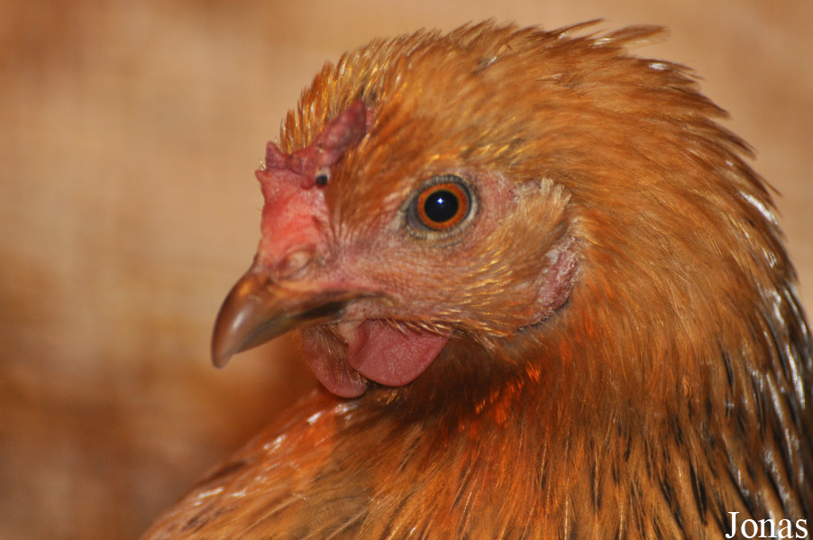 Poule domestique