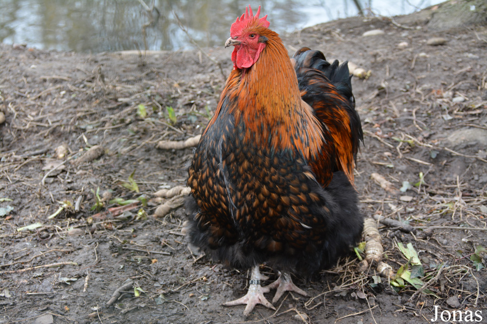 Poule domestique