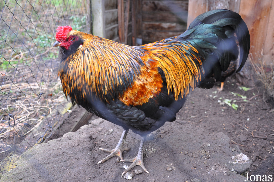 Poule domestique