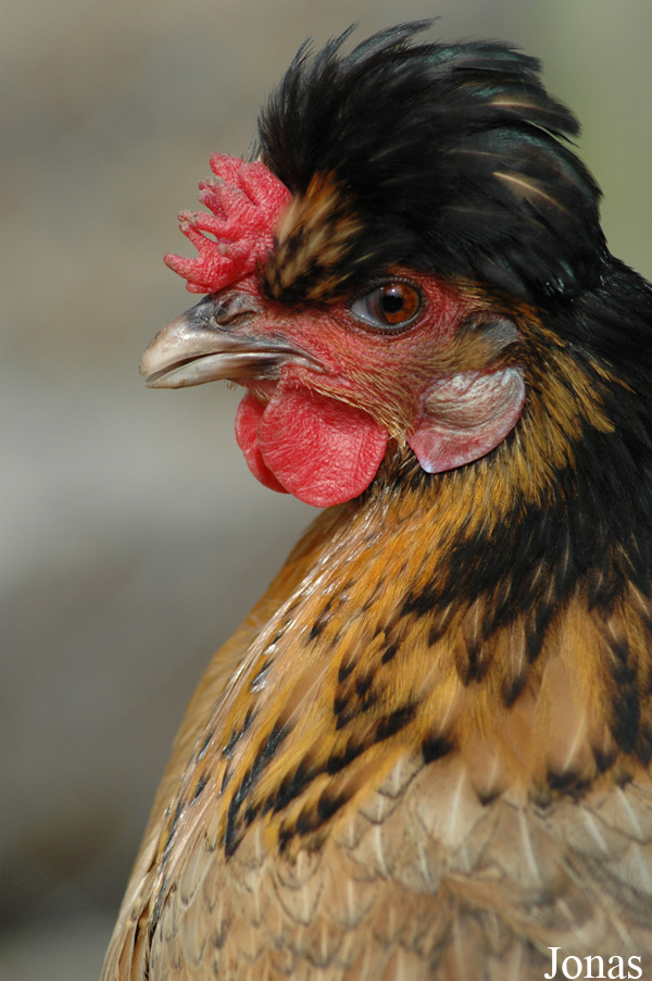 Poule domestique