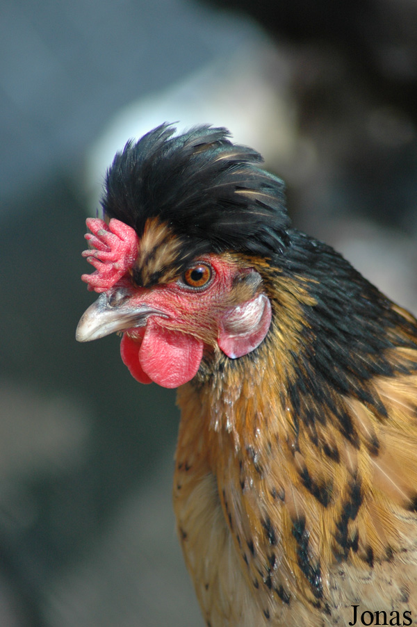 Poule domestique