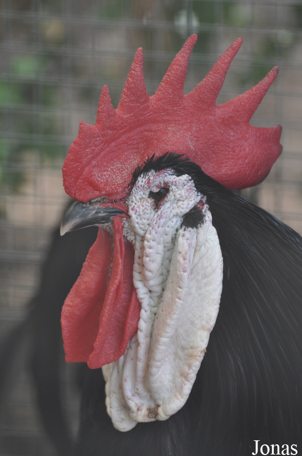 Poule Espagnole à face blanche