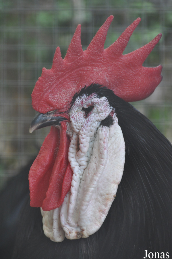 Poule Espagnole à face blanche
