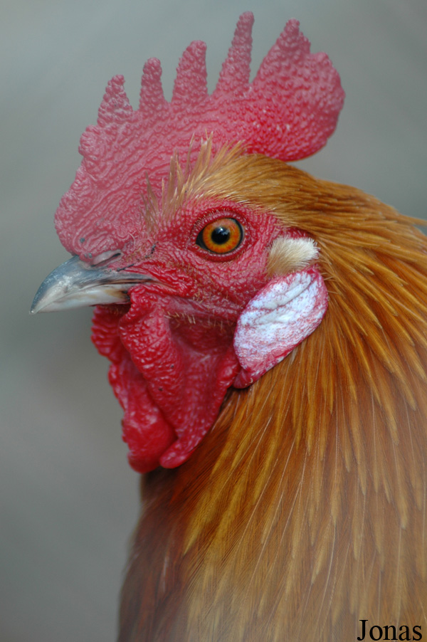 Poule Gauloise