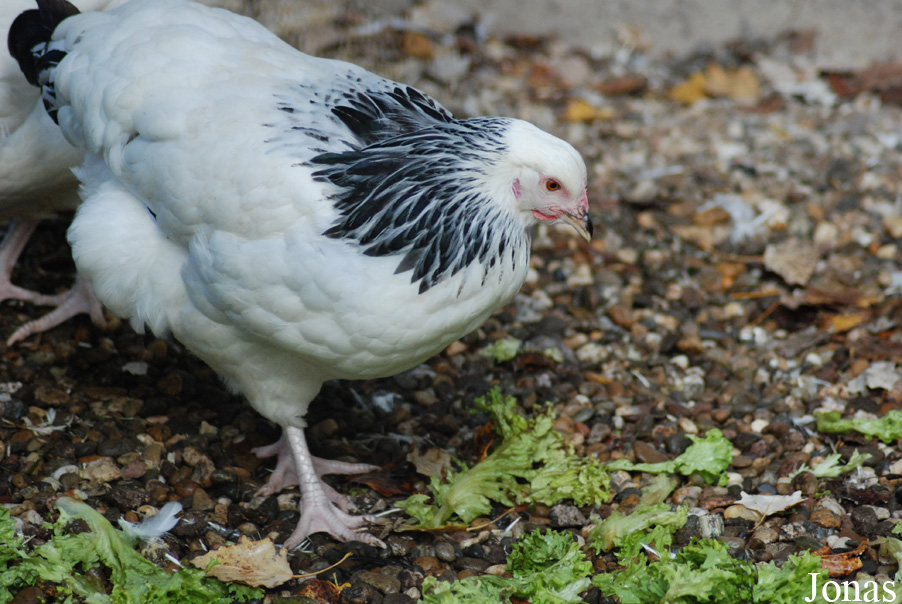 Poule Wyandotte naine