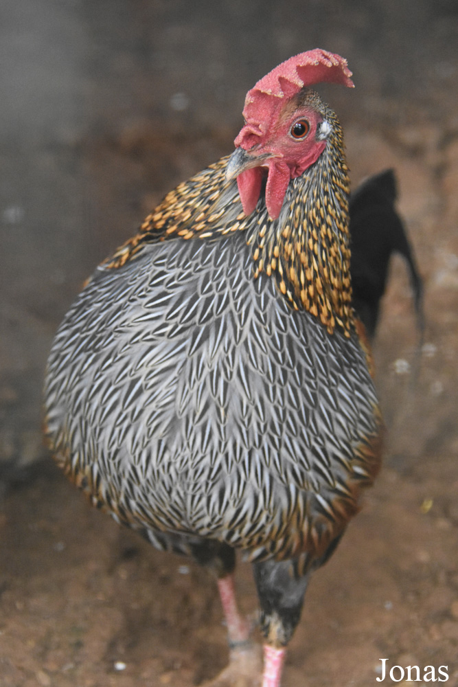 Gallus sonneratii