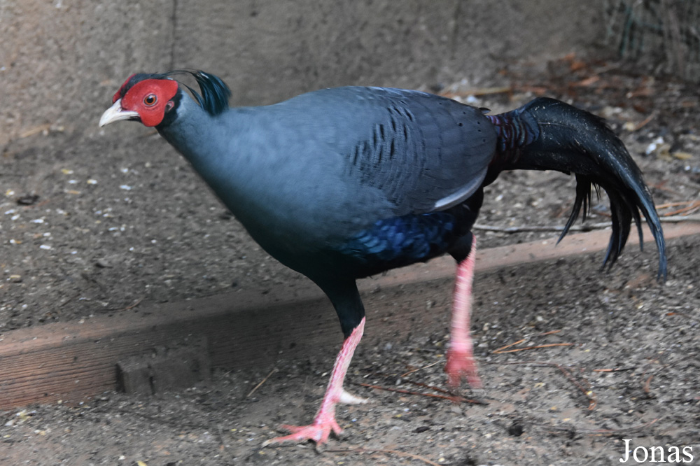 Lophura diardi