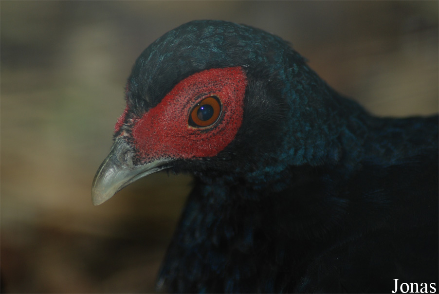 Lophura inornata