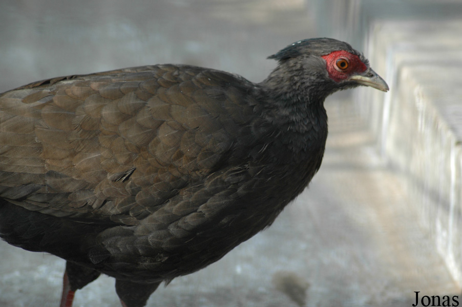Lophura nycthemera