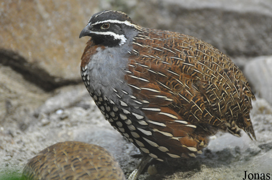 Margaroperdix madagarensis