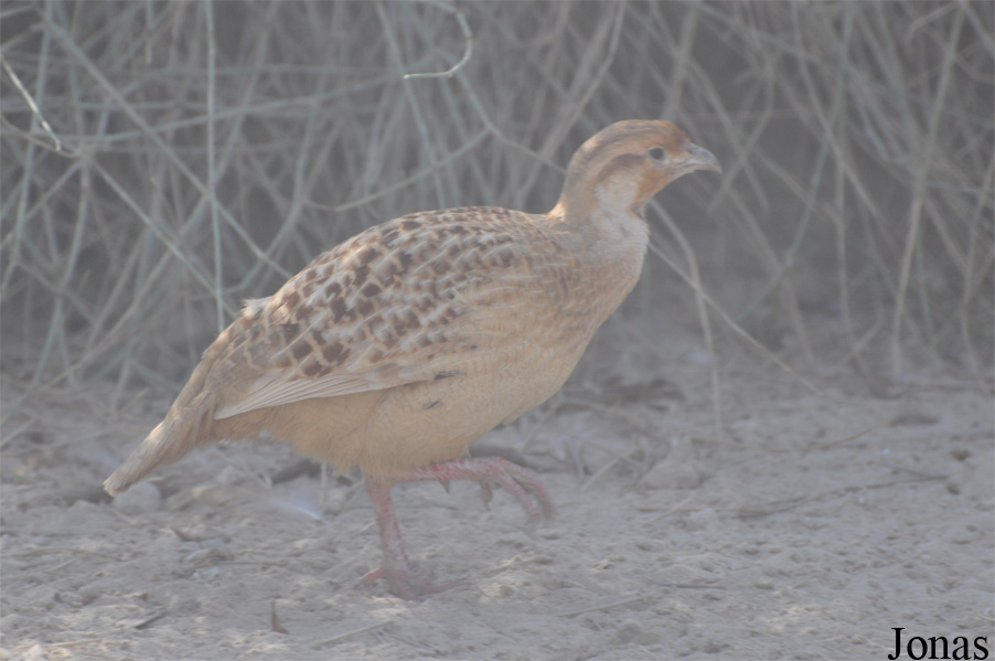 Ortygornis pondicerianus