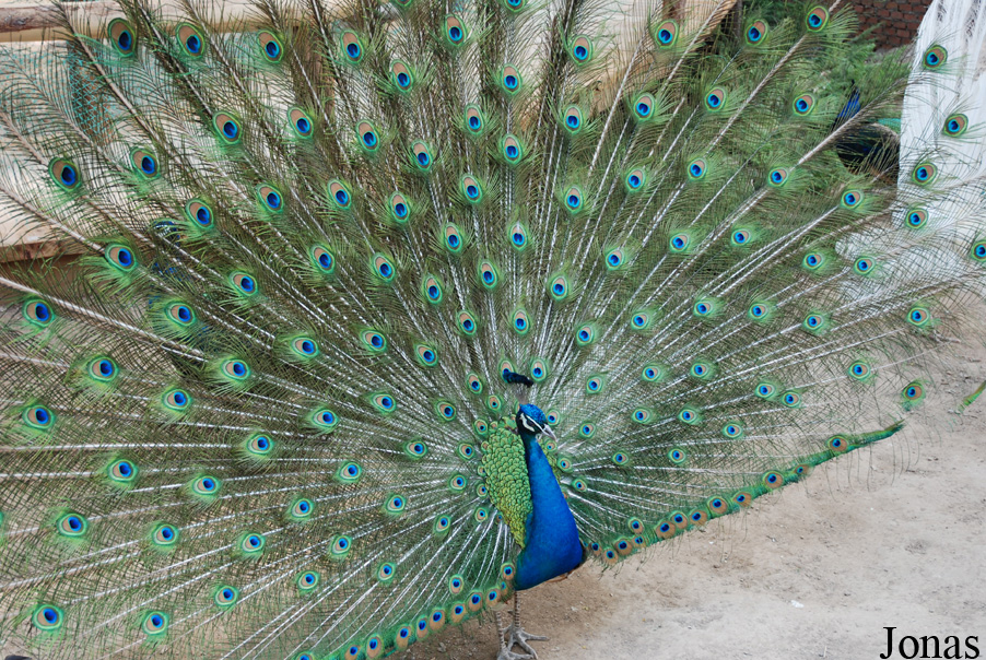 Pavo cristatus