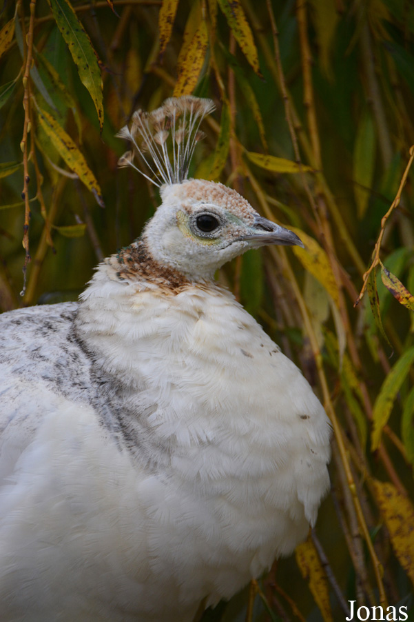 Pavo cristatus
