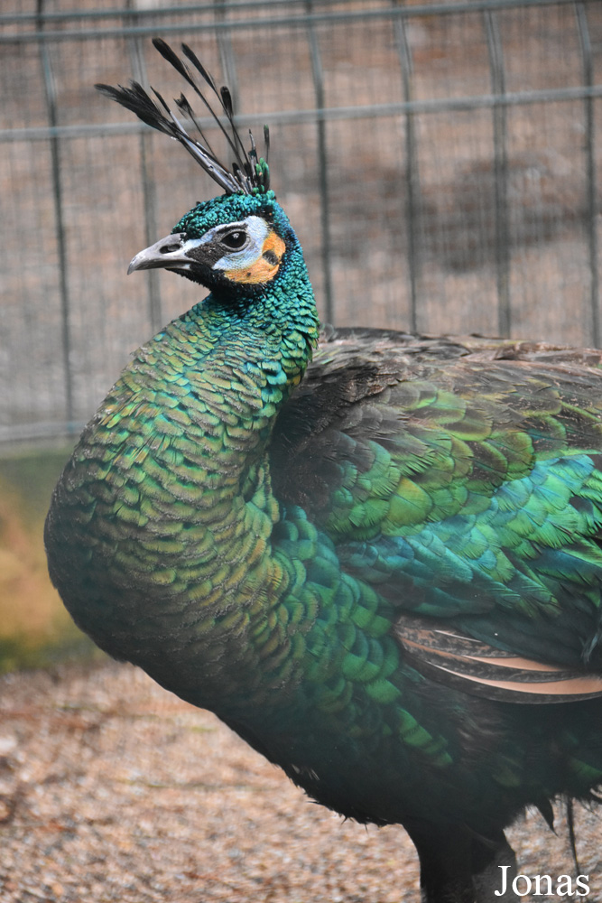 Pavo muticus