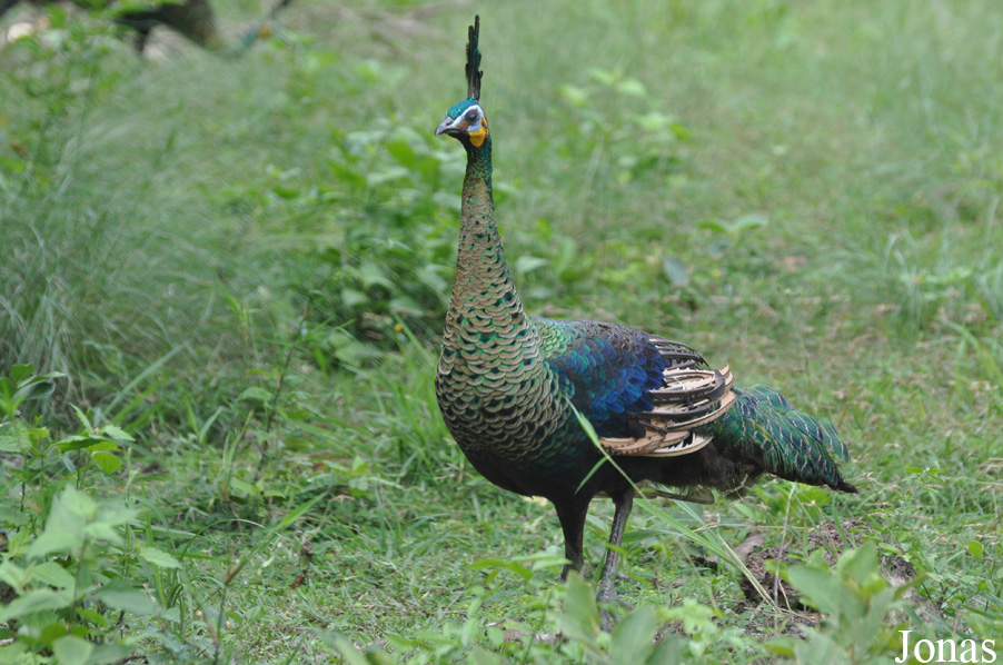 Pavo muticus