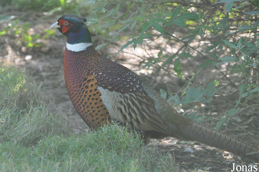 Phasianus colchicus