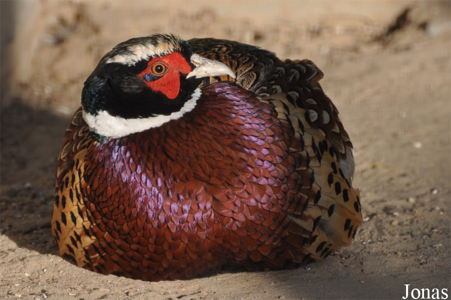 Phasianus colchicus