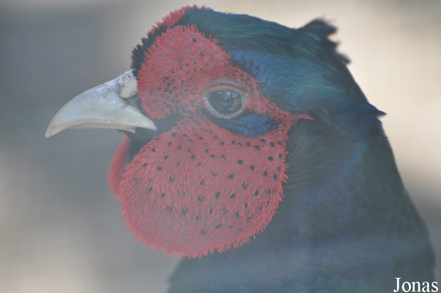 Phasianus colchicus