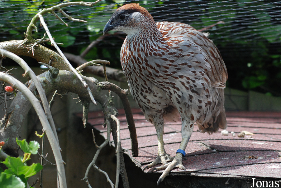 Pternistis erckelii