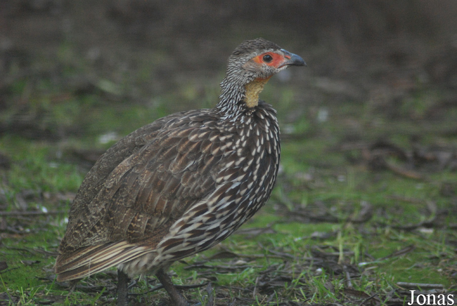 Pternistis leucoscepus