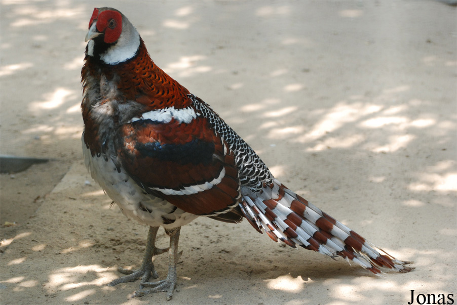 Syrmaticus ellioti
