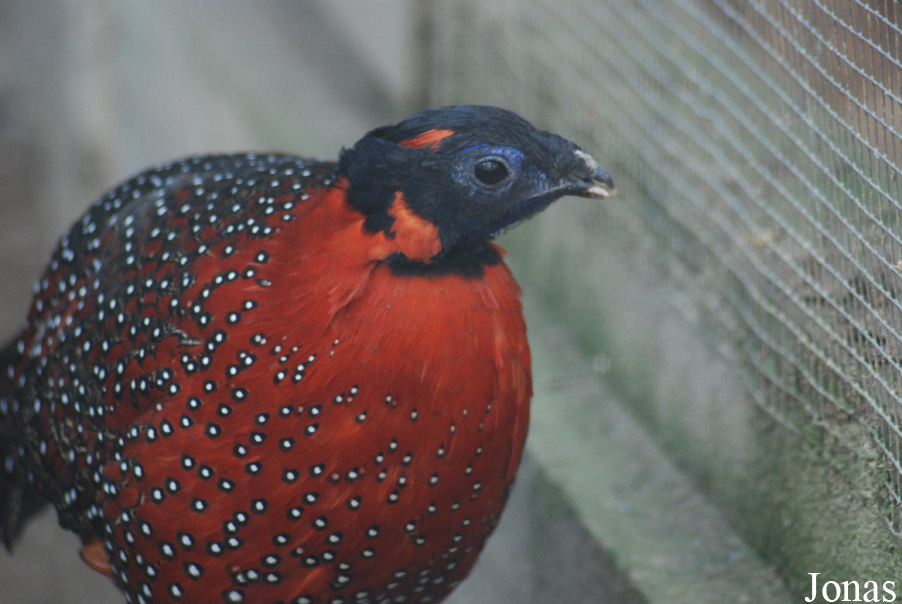 Tragopan satyra