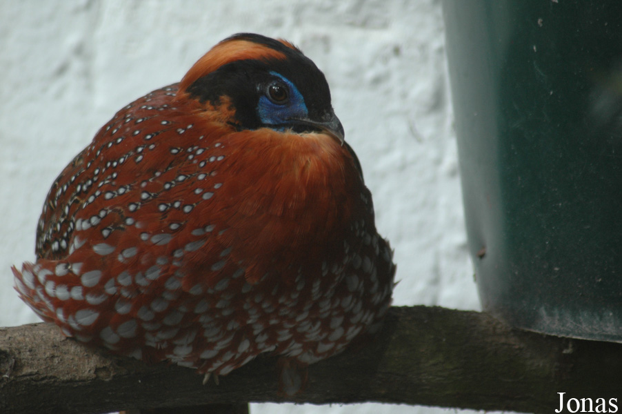 Tragopan temminckii