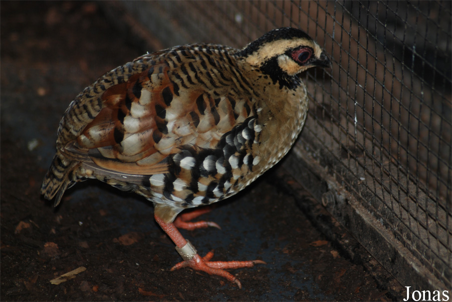Arborophila brunneopectus