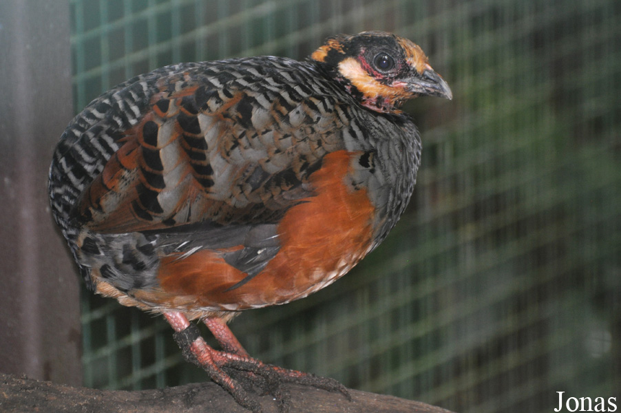 Arborophila javanica