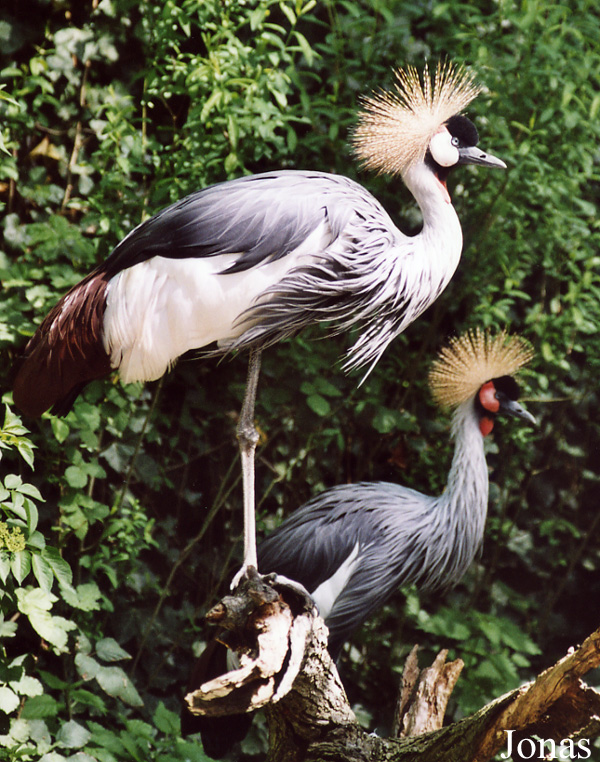 Balearica regulorum gibbericeps